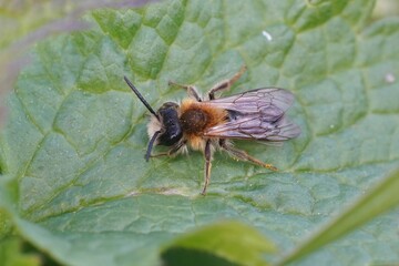 Closeup on a hairy male White-bellied mining bee, Andrena gravida, sitting on a green leaf
