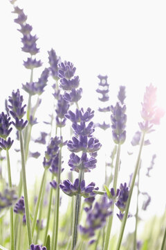 Close-up of Lavender