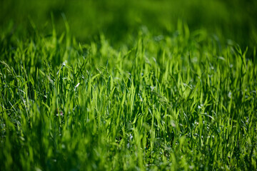 Lawn with green lush grass in the park on a spring day, banner.
