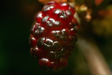 Ripe mulberries on a branch in a summer garden