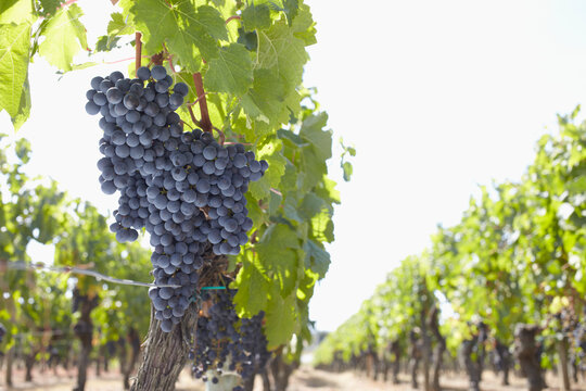 Grape Vine at Vineyard, Saint Emilion, Bordeaux Region, Gironde, Aquitaine, France