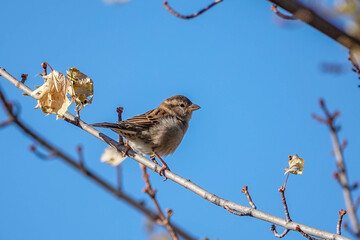 sparrow on branch
