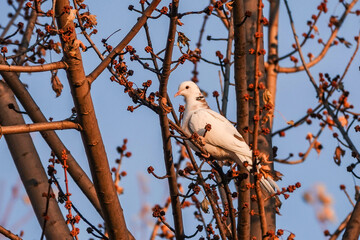 white dove on tree branch