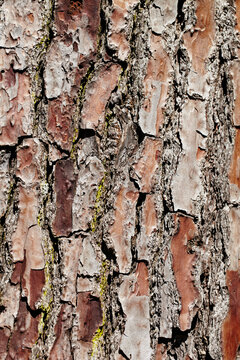 Close-up of Bark on Tree Trunk, Royan, Charente-Maritime, France