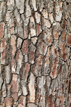 Close-up of Bark on Tree Trunk, Royan, Charente-Maritime, France