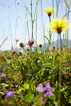 Flower Field in Summer, Strobl, Salzburger Land, Austria