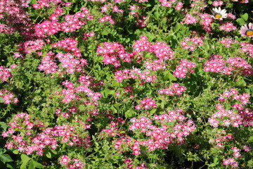 Blooming Dianthus in Hyde park London, England UK
