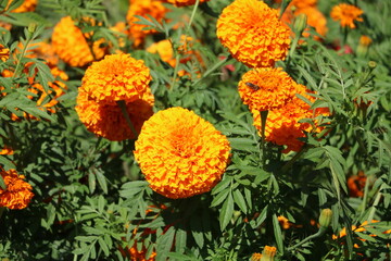 Tagetes flowers in summer