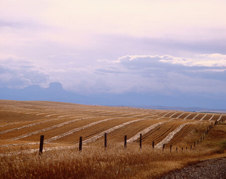 Wheat Field, Foothills of Waterton Lakes National Park, Alberta, Canada