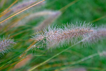Spikelets in the dew against the background of green grass. Close up
