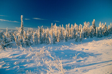 Snow-Covered Trees, Yukon, Canada