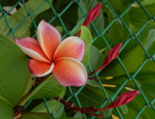 Tropical flower red Plumeria next to the fence