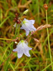 Wildflower harebell campanula rotundifolia dewdrops