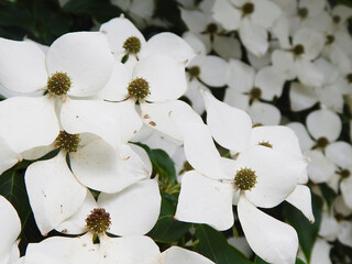 Bloom Cornus Dogwood White Flower