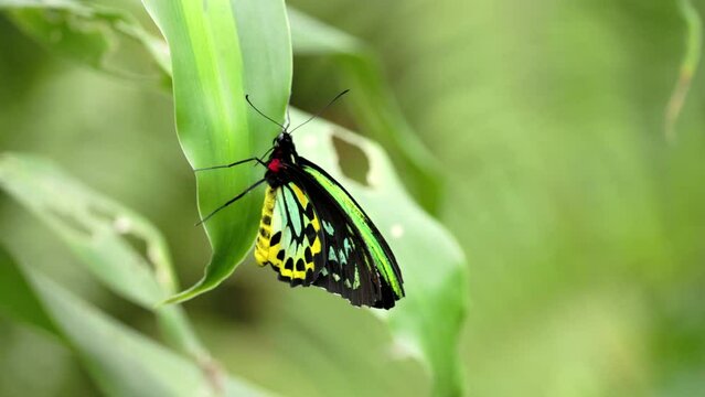 a slow motion clip of a male cairns birdwing butterfly on a leaf at kuranda in north qld, australia