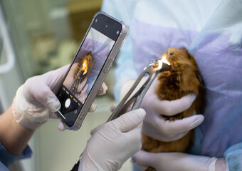 A dentist examines the teeth of a guinea pig using a special tool. An assistant holds a red guinea...