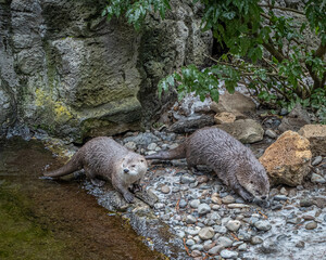 River Otters at play