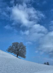 Einzelner Baum auf einem Schneefeld an einem frostigen Wintertag bei strahlend blauem Himmel