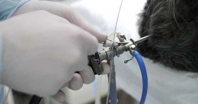 A veterinarian performs a bladder cystoscopy on a dog with urolithiasis. Saboaca is lying on the table in anesthesia. The veterinarian inserts a biopsy clip into the port of the endoscope.