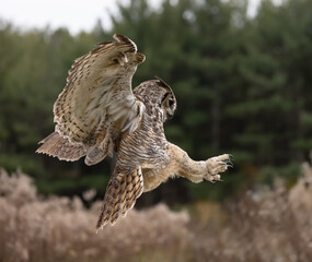 Hunting owl making a landing with talons out and exposed. The great horned, also known as the tiger owl or the hoot owl, is a large raptor The great horned bird is generally colored for camouflage. 