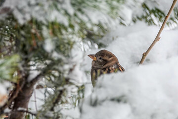 sparrow in a tree with snow