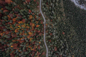 Wald von oben