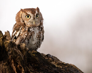 The eastern screech owl or eastern screech-owl, is a small owl. Small, stocky owl with large head and no neck. Pointed ear tufts are often raised.  Color from gray to bright rufous and reddish brown.
