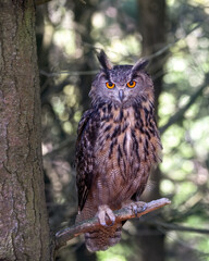 The Eurasian eagle owl is a species of eagle owl that resides in much of Eurasia. Very large and powerful owl with obvious ear tufts, deep orange eyes, and finely streaked pale buffy underparts. 