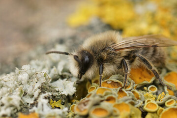 Closeup of a male vernal colletes or spring mining bee , Colletes cunicularius sitting on wood