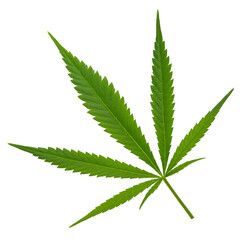 Cannabis or Marijuana green leaf. Growing medical marijuana. Cannabis plant sativa or indica. Legalization and decriminalization drugs. Macro close-up on white isolated background.