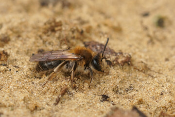 Closeup on a fresh emerged femalesandpit mining bee, Andrena barbilabris sitting in the sand