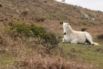 white horse in the meadow