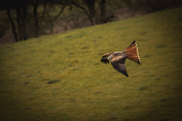 redkite in flight