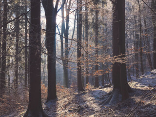 forest in winter