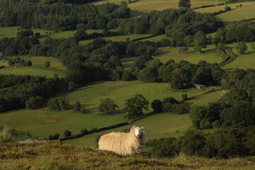 sheep in the mountains