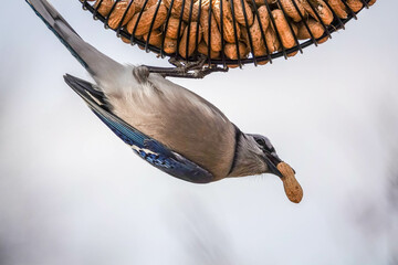blue jay hanging on peanut feeder