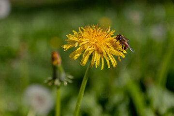 Bee on yellow dandelion flower. Spring. Green grass.