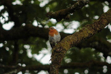 robin on a branch