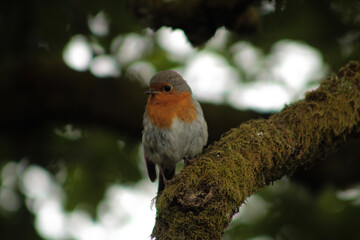 robin on a branch