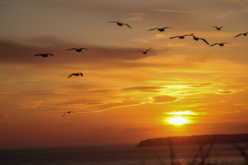 Naklejka na ściany i meble seagulls at sunset