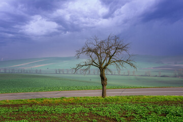 Picturesque landscape with a lonely tree in a field and an epic sky - 555759810