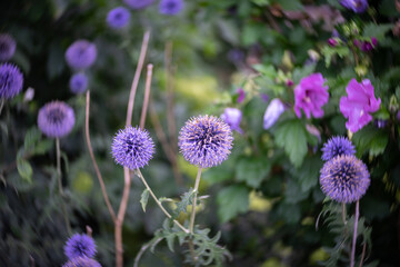 Flowers of Echinops sphaerocephalus. Close-up. Art lens. Swirl bokeh. Focus on the center.