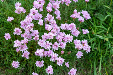 Close up of thrift (armeria maritima) flowers in bloom