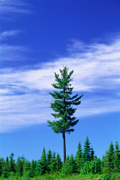 Tall Tree Against Blue Sky Northern New Brunswick, Canada