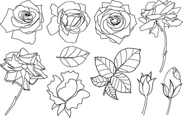 Rose flowers painted in black and white. Coloring.