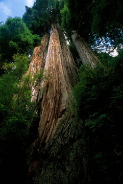 Looking Up at Redwood Trees Prairie Creek Redwoods State Park California, USA