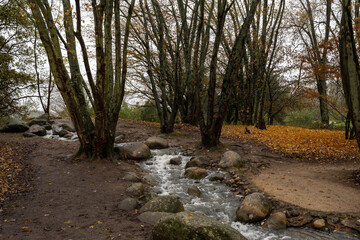 Stream in the Reserve des Barails, ecological park in Bordeaux, France, on an autumn afternoon