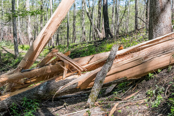 Splintered Tree Fallen Across Trail