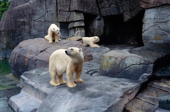 Polar Bears Copenhagen Zoo Denmark
