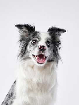 Marble Border Collie smile. Cute dog on a white background in studio